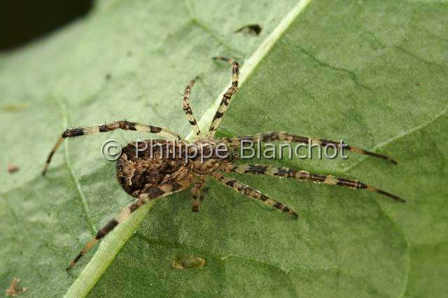 Theridiidae_0602.JPG - France, Araneae, Theridiidae, Araignée, Episine triangulaire (Episinus angulalus, Common H-weaver